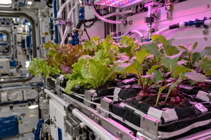 Un astronauta nella Stazione Spaziale Internazionale che osserva foglie di lattuga che crescono sotto luce rosa